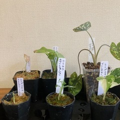 シンゴニウム　5種5鉢　カラテア1鉢　観葉植物
