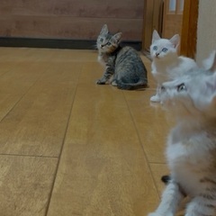 2ヶ月子猫差し上げます