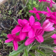 アッツ桜(ピンク)