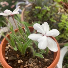 アッツ桜(白)