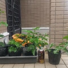 パッションフルーツ苗