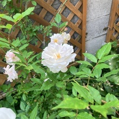 つるバラ