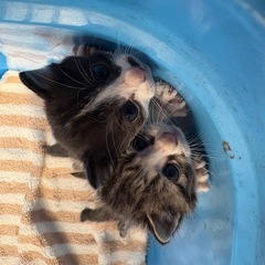 子猫を保護しました