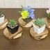 ランキングキーワードに紐づく投稿画像-多肉植物