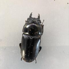 成虫 オオクワガタ♀ (久留米産)