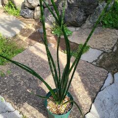 サンスベリア②