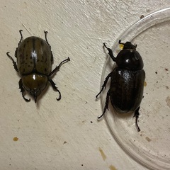 ティティウスシロカブトペア お値下げしました
