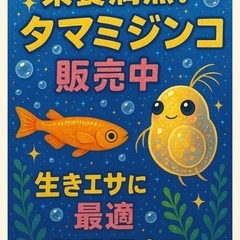 ①　タマミジンコ　5g＋α　 （約15000匹）　500円の画像