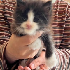 モフモフハチワレちゃん💕