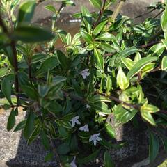 ハクチョウゲの画像