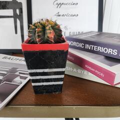 ギムノカリキウム　ミハノビッチバリエガータ鉢つきの画像