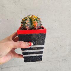 ギムノカリキウム　ミハノビッチバリエガータ鉢つきの画像