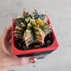 ギムノカリキウム　ミハノビッチバリエガータ鉢つきの画像