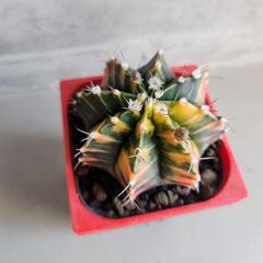 ギムノカリキウム　ミハノビッチバリエガータ鉢つきの画像