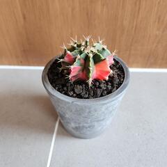 ギムノカリキウム　ミハノビッチバリエガータ