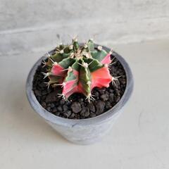 ギムノカリキウム　ミハノビッチバリエガータの画像