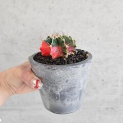 ギムノカリキウム　ミハノビッチバリエガータの画像