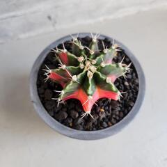 ギムノカリキウム　ミハノビッチバリエガータの画像