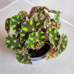 ベゴニアタイガーキトゥンの画像