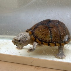 カブトニオイガメ