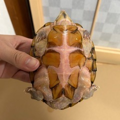 カブトニオイガメ - 里親募集