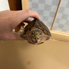 カブトニオイガメ − 神奈川県