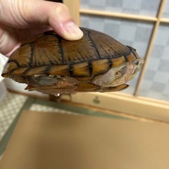 カブトニオイガメ - その他