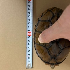 カブトニオイガメ - 平塚市