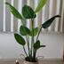 ランキングキーワードに紐づく投稿画像-観葉植物