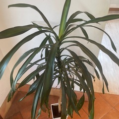 写真の植物の名前