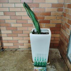 観葉植物の画像