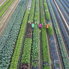 【ゆる募】畑でちょっとお手伝いしてくれる方いませんか？草むしり・収穫など🌿（南あわじ）の画像