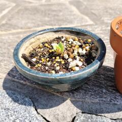 子宝草　多肉　観葉植物にの画像