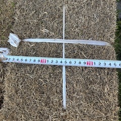 芝生　高麗芝　シバフの画像