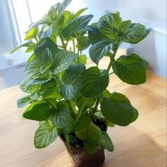 ベルガモットミント　鉢植え　鉢まま植えることができます