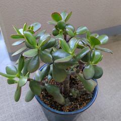 多肉植物　金のなる木
