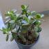 ランキングキーワードに紐づく投稿画像-多肉植物