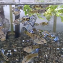 【国産グッピー】マーブルブルーグラス ペア 熱帯魚