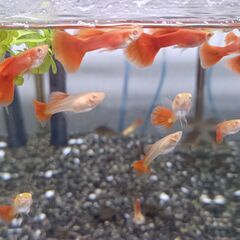 【国産グッピー】RREAフルレッド ペア 熱帯魚