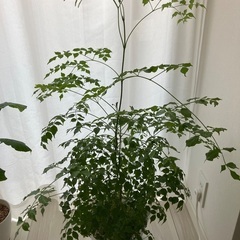 観葉植物　ステレオスペルマムの画像