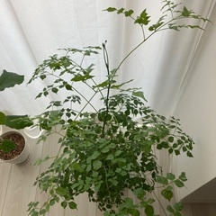 観葉植物　ステレオスペルマムの画像