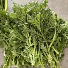 【本日中受付】朝取り野菜  旬の春菊の画像