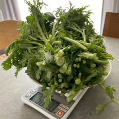 【本日中受付】朝取り野菜  旬の春菊の画像
