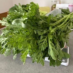 【本日中受付】朝取り野菜  旬の春菊の画像