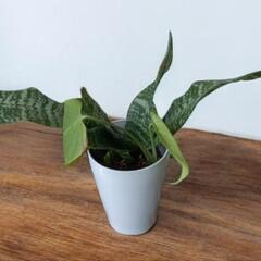モンステラ、サンスベリアハニー寄せ植え