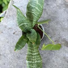 モンステラ、サンスベリアハニー寄せ植えの画像