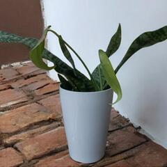 モンステラ、サンスベリアハニー寄せ植えの画像