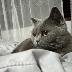 ブリティッシュショートヘア　女の子　7歳 − 埼玉県
