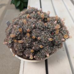 サボテンムルチセプス松霞