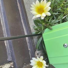 花の苗